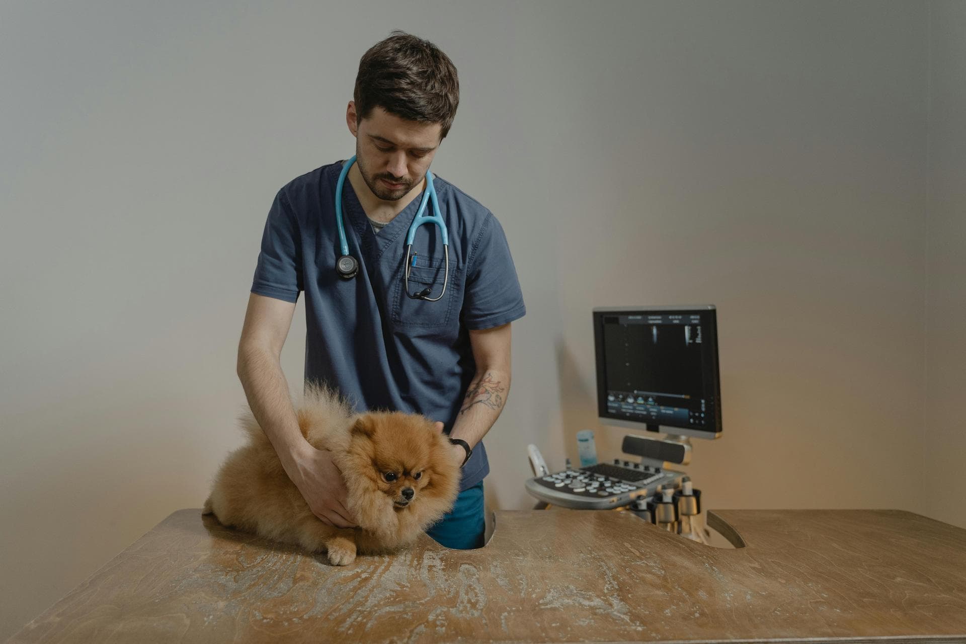 Best Vets in Schenectady